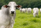 Boi gordo: semana abre com preços estáveis e viés de alta mantido