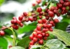 Café arábica cai ao menor nível em um ano e meio