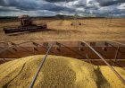 Mercado brasileiro de soja e milho apresenta comportamento misto