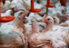 Tocantins conclui estudo que comprova ausência de Influenza Aviária e Doença de Newcastle em aves