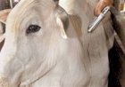RS é único estado a ter seguro para todo o rebanho bovino