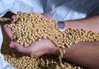 Preço do óleo de soja despenca no exterior e muda o jogo para o agro