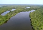 Novo programa transforma multas ambientais em investimentos para o meio ambiente no Tocantins