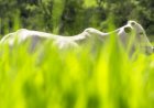 Área destinada à produção de sementes de ruziziensis despenca 54,7% no Brasil