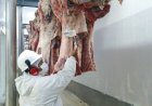 Frigoríficos fecham a semana com escalas de abate confortáveis, aponta Agrifatto