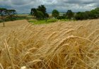 Mercado de trigo mantém ritmo lento no Sul