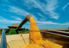 Veja aqui Cotações mistas do Agro