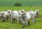 Mercado de carnes: O que explica a queda do boi e a alta do frango?
