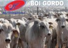 Cotações do boi gordo