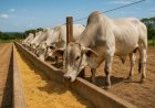 Queda do milho pode pressionar cadeia da carne e da ração em Goiás