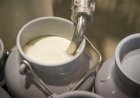 Mercado futuro do leite garante benefícios aos produtores