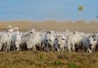 Brasil reforça compromisso com exigências sanitárias da União Europeia para exportação de produtos de origem animal