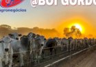 Contratos futuros do boi gordo estão “bombando”, destacam analistas da Agrifatto