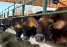 Sistema agrivoltaico e sustentabilidade: Unesp investiga possibilidades para a produção de leite