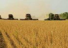Agro responde por quase 94porcento das exportações do Tocantins e movimenta US$ 1,13 bilhão