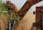 Goiás projeta 79,6 milhões de toneladas de cana na safra 2026/27 e mantém protagonismo no setor sucroenergético