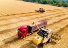 Fretes agrícolas têm comportamento distinto entre regiões em julho