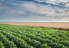 Embrapa reúne 163 medidas para reduzir riscos climáticos na agropecuária