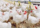 Carne de frango: China foi o principal destino das exportações brasileiras em agosto/26, diz ABPA