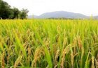 Plantas daninhas desafiam cultivo de arroz irrigado