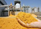 Mais DDGS e sorgo: como a nova cesta de ingredientes pode mudar a ração no Brasil?