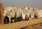 Lei define cuidados para cercas elétricas no campo
