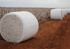 Algodão brasileiro vai do campo às passarelas