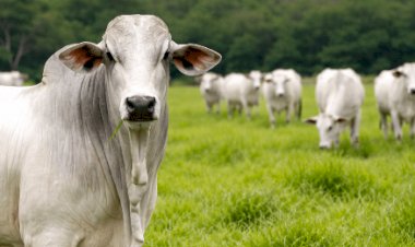 Indicador do Boi Datagro no Rio Grande do Sul será lançado na Expointer