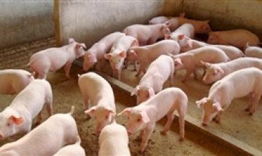 Frio exige maior atenção no manejo de suínos