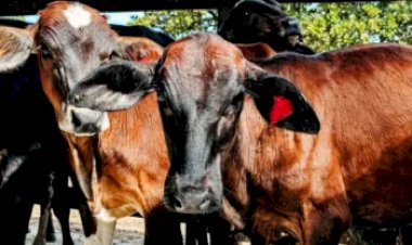 Produtores tocantinenses têm até 30 de junho para vacinar bezerras contra a brucelose
