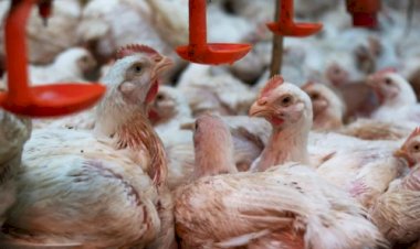 Tocantins conclui estudo que comprova ausência de Influenza Aviária e Doença de Newcastle em aves