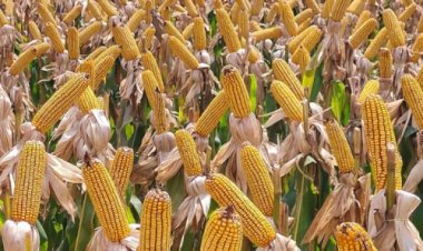 Preço do milho desaba: 2ª safra e El Niño mexem com o bolso do produtor