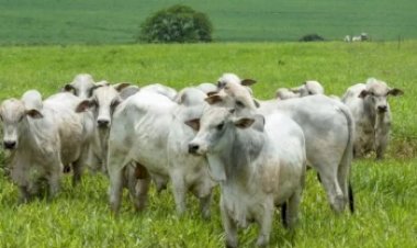 Veja aqui Cotações mistas do Agro