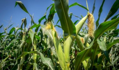 Cotações Agropecuárias