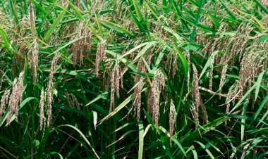Preço baixo ameaça equilíbrio do setor arrozeiro