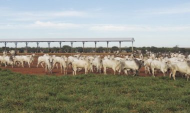 Custo de reposição é o maior desafio para o terminador neste início do 2°sem./26, diz Agrifatto