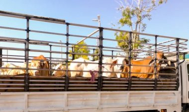 Grupo acusado de furtar gado e falsificar documentos no extremo sul do Tocantins é denunciado pelo MPTO