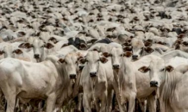 Brasil chega a 20 anos sem focos de febre aftosa após reconhecimento internacional