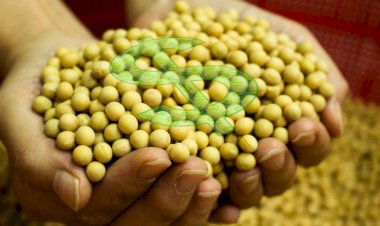 Soja avança no mercado brasileiro com alta em Chicago e retomada chinesa; confira o resumo da semana