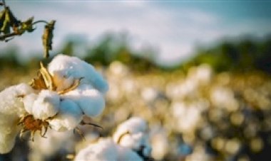 Algodão sobe mesmo com avanço da área plantada