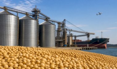 Vendas graduais ganham força no mercado da soja