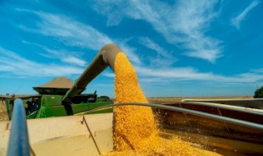 Mercado do milho fecha semana com baixa liquidez
