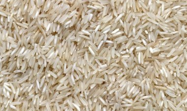 Manejo do perfilhamento eleva rendimento do arroz