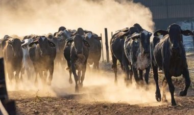 Brasil faz primeira exportação de Girolando para Botswana