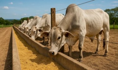Custo menor da alimentação sustenta margens do confinamento no 3º trimestre