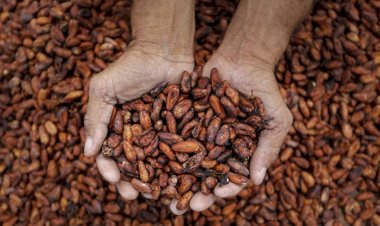 Commodities exigem avanço na agregação de valor