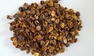 Pesquisa avalia reaproveitamento de resíduos da cafeicultura para reduzir uso de fertilizantes no Acre