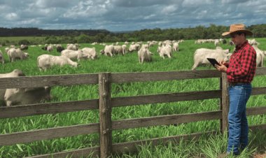 Tabela de preços apurados pela Agrifatto já trabalha com boi gordo a R$ 340/@ em SP