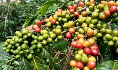 Café tem maior alta diária em anos, mas fundamentos do mercado pouco mudaram