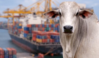 Veja aqui Cotações mistas do Agro